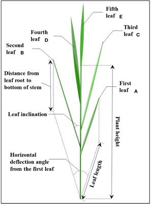 Study on the movement mechanism of rice stem under the action of canopy-opening device based on explicit dynamics simulation